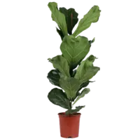 AH Ficus lyrata 21 teelt