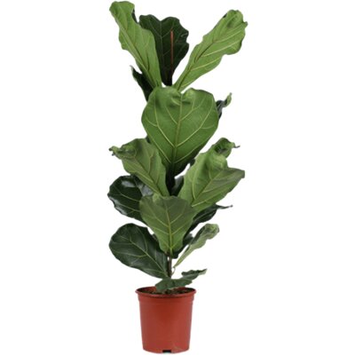 pdp-image-AH Ficus lyrata 21 teelt