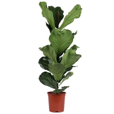 pdp-image-AH Ficus lyrata 21 teelt