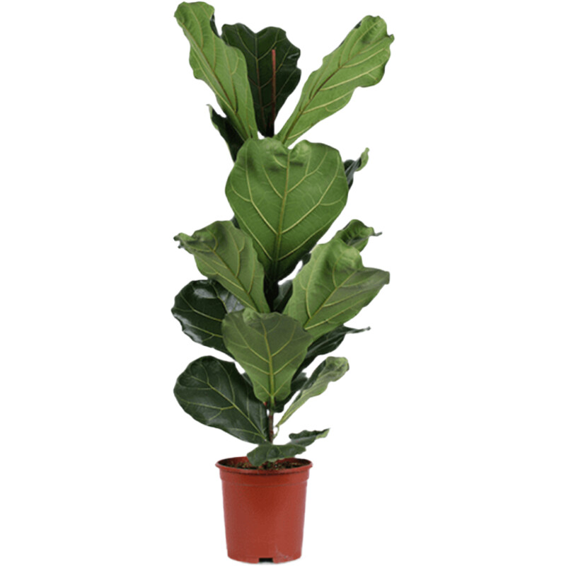 AH Ficus lyrata 21 teelt