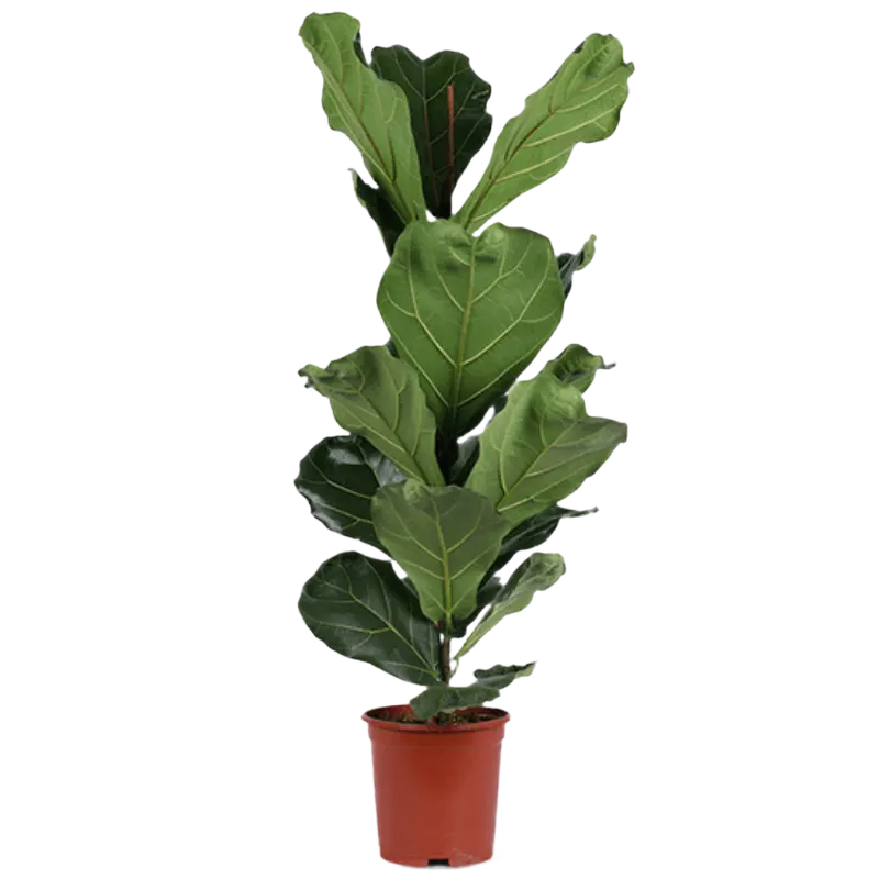 AH Ficus lyrata 21 teelt