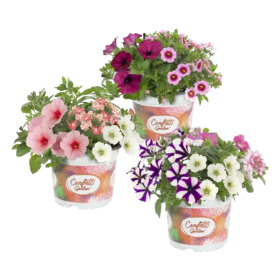 pdp-image-AH Confetti garden p15