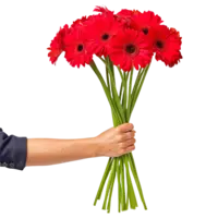 AH Gerbera rood