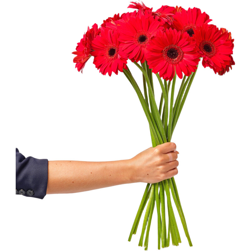 AH Gerbera rood