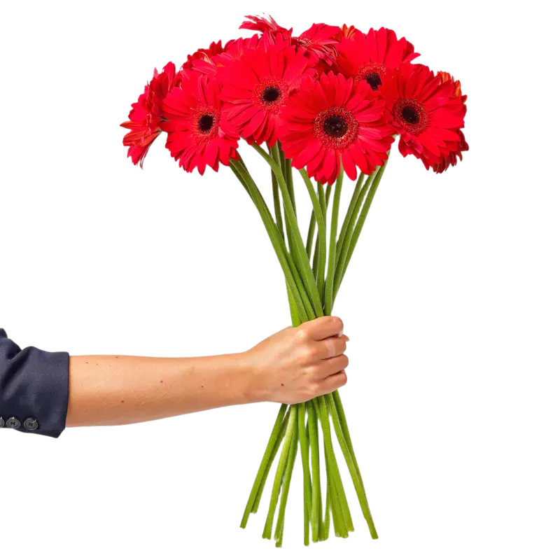 AH Gerbera rood
