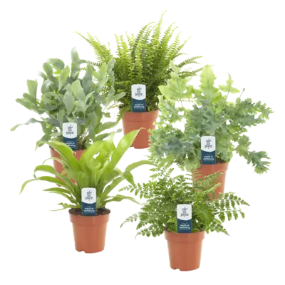 pdp-image-AH Air so pure plant