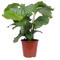 AH Calathea orbifolia 21
