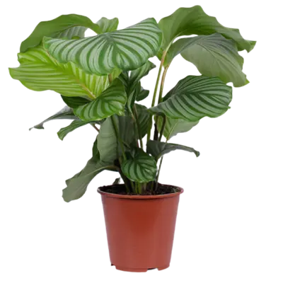 pdp-image-AH Calathea orbifolia 21