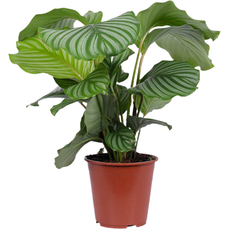 AH Calathea orbifolia 21