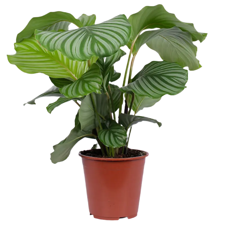 AH Calathea orbifolia 21