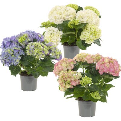 pdp-image-AH Hortensia mix