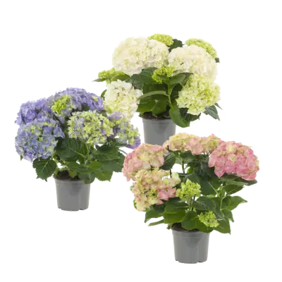 pdp-image-AH Hortensia mix