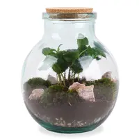 AH Terrarium small coffea arabica 7 teelt