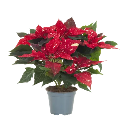 pdp-image-AH Kerstster fantasy p12