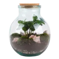 AH Terrarium small coffea arabica 7 teelt