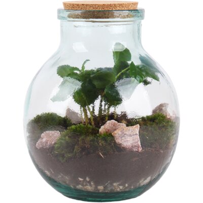 pdp-image-AH Terrarium small coffea arabica 7 teelt