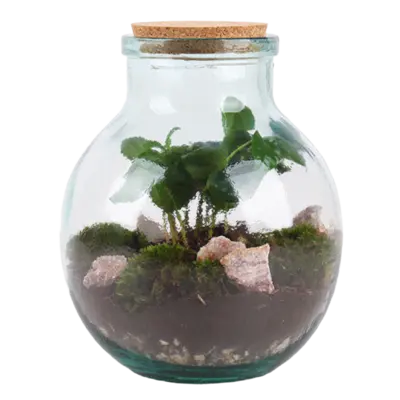 pdp-image-AH Terrarium small coffea arabica 7 teelt