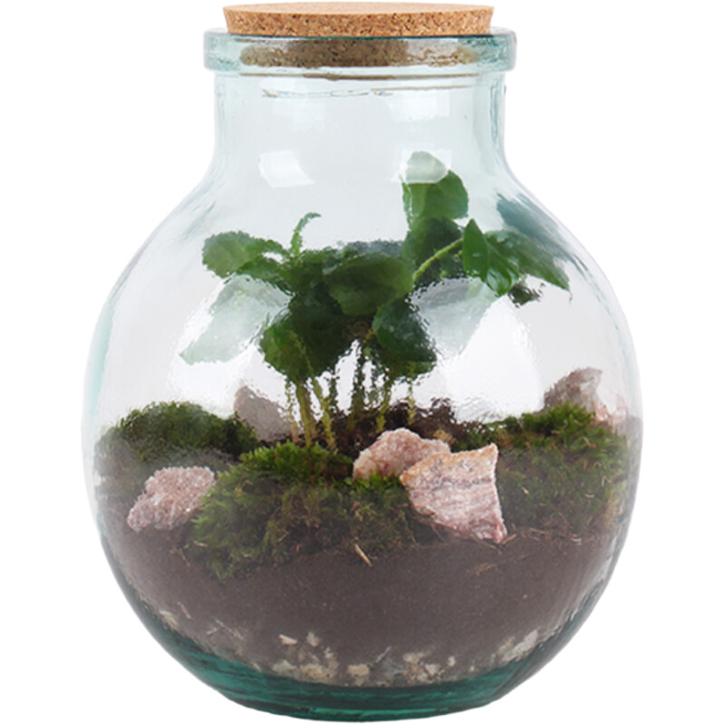 AH Terrarium small coffea arabica 7 teelt