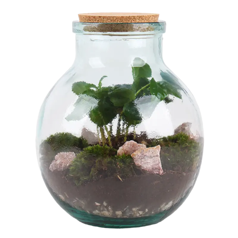 AH Terrarium small coffea arabica 7 teelt