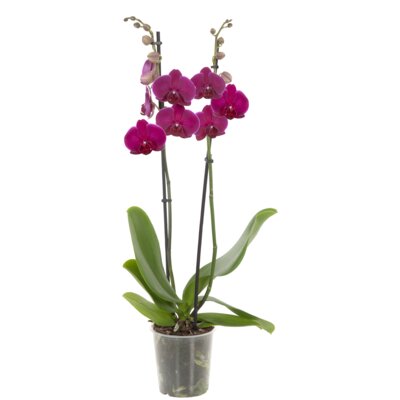 pdp-image-AH Orchidee 2-takker