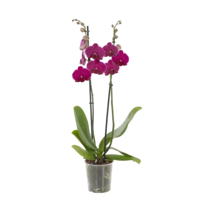 pdp-image-AH Orchidee 2-takken