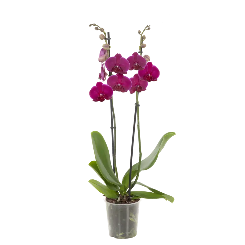 AH Orchidee 2-takken
