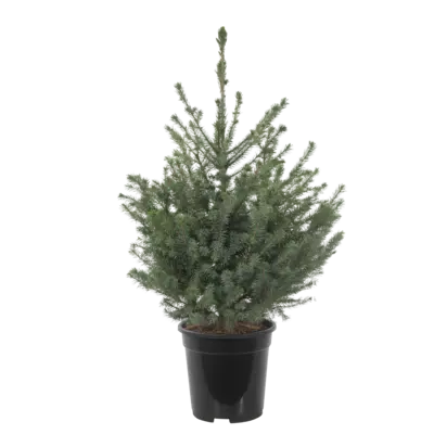 pdp-image-AH Picea omorika p21