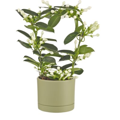 pdp-image-AH Stephanotis