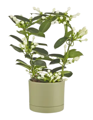 pdp-image-AH Stephanotis