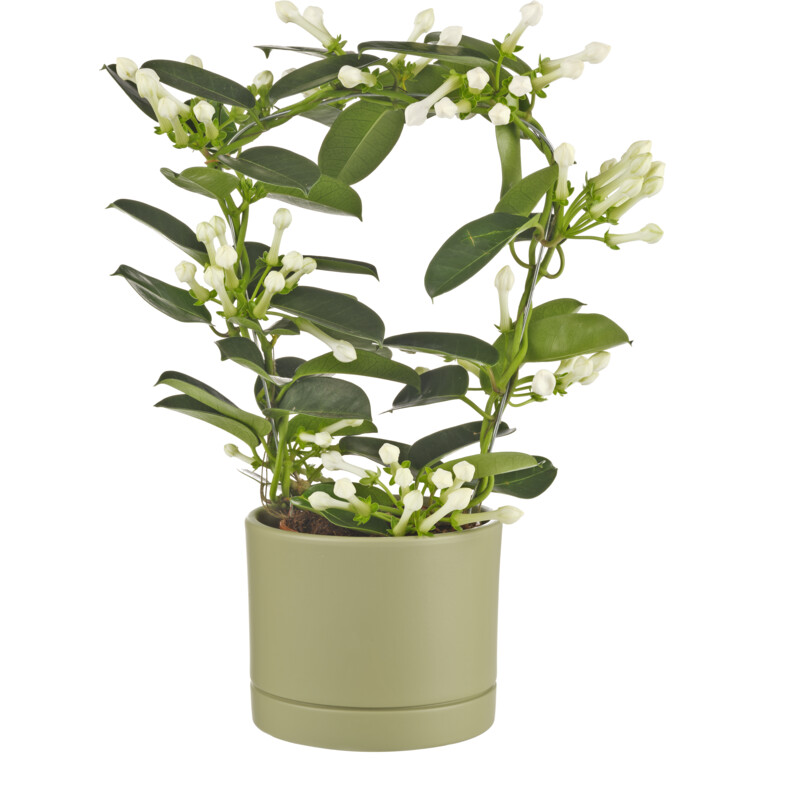 AH Stephanotis