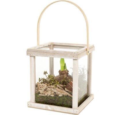 pdp-image-AH Amaryllis in lantaarn