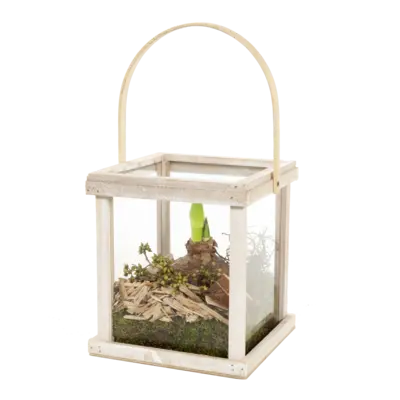 pdp-image-AH Amaryllis in lantaarn