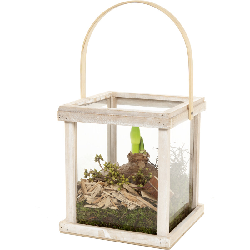 Een afbeelding van AH Amaryllis in lantaarn