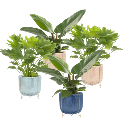 pdp-image-AH Philodendron p17 in mand