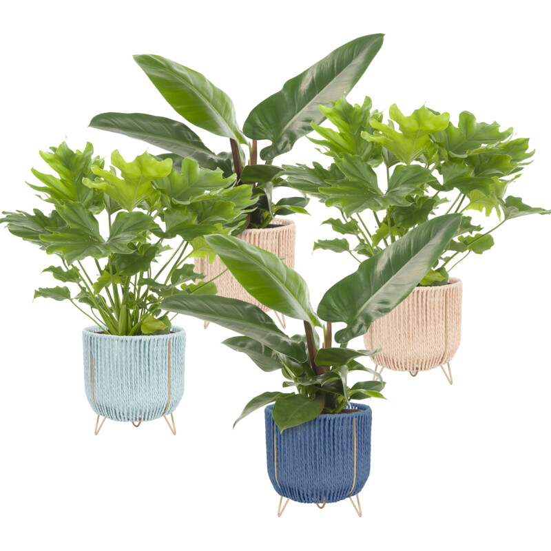 Een afbeelding van AH Philodendron p17 in mand