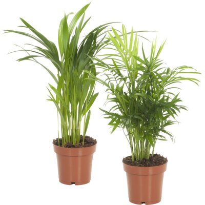 pdp-image-AH Palm mix