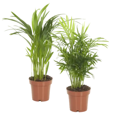 pdp-image-AH Palm mix