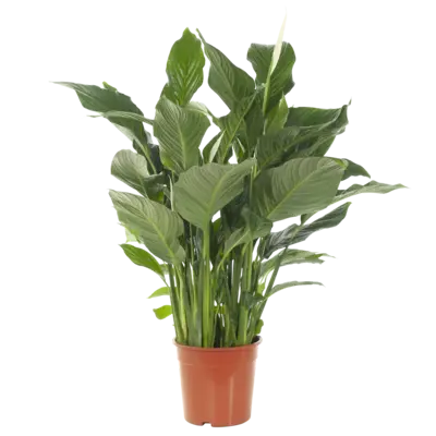 pdp-image-AH Spathiphyllum p24