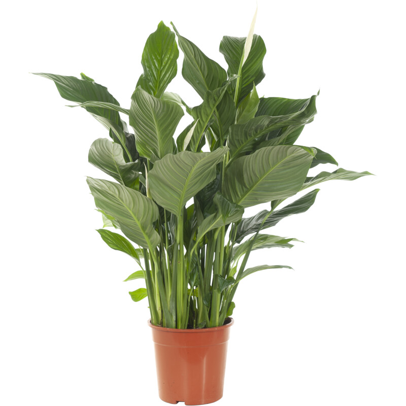 Een afbeelding van AH Spathiphyllum p24