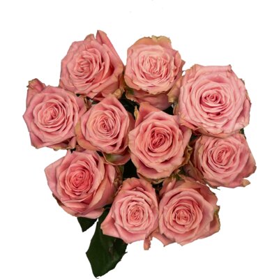 pdp-image-AH Hollandse rozenmix