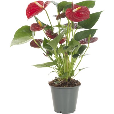pdp-image-AH Anthurium p12