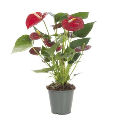 pdp-image-AH Anthurium p12