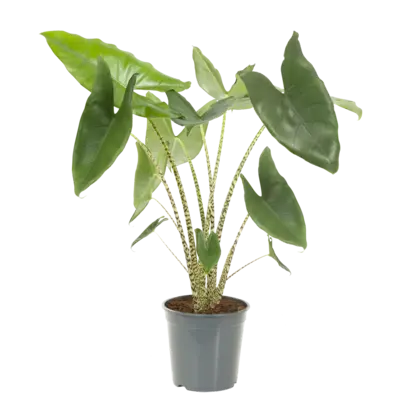 pdp-image-AH Alocasia zebrina p21