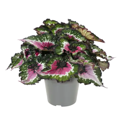 pdp-image-AH Groene plant p17