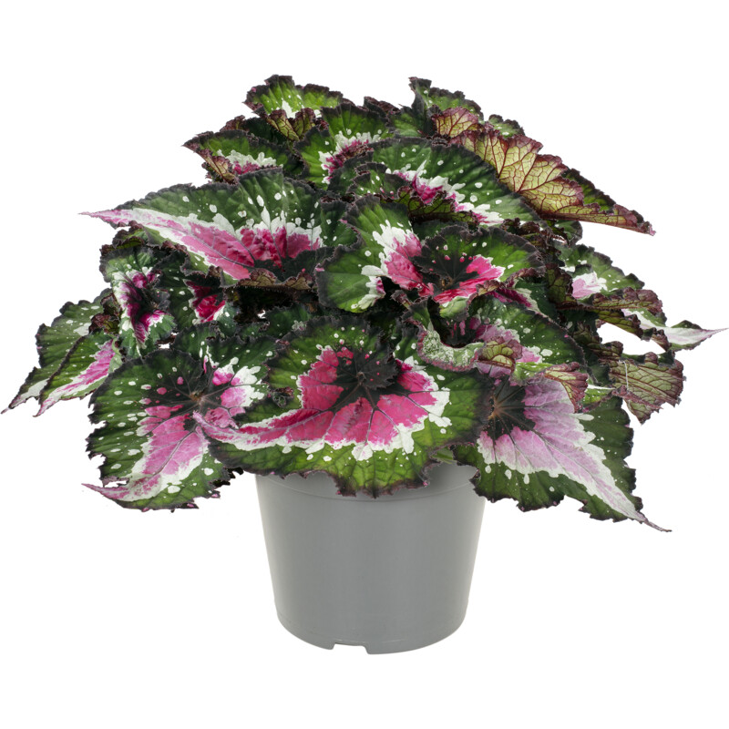 Een afbeelding van AH Groene plant p17