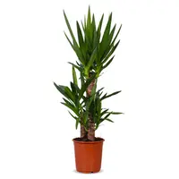AH Yucca 21 teelt