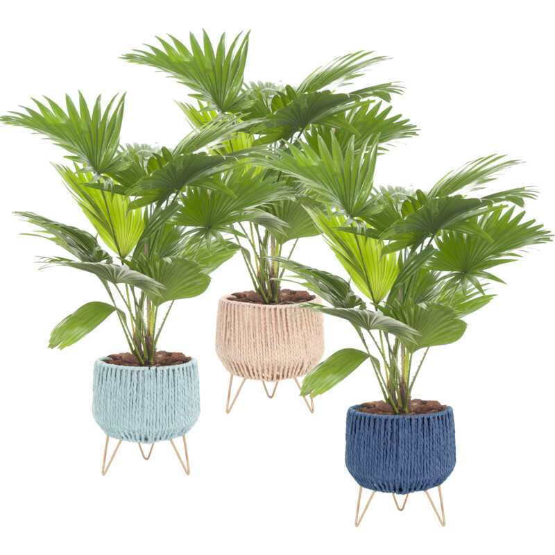 Een afbeelding van AH Livistona in mand