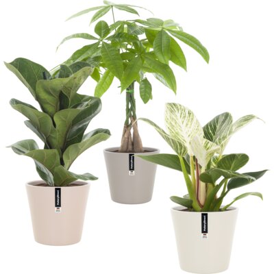 pdp-image-AH Groene plant in pot