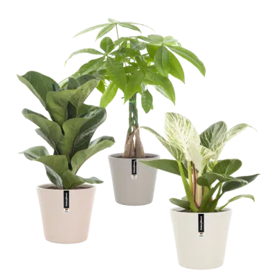 pdp-image-AH Groene plant in pot