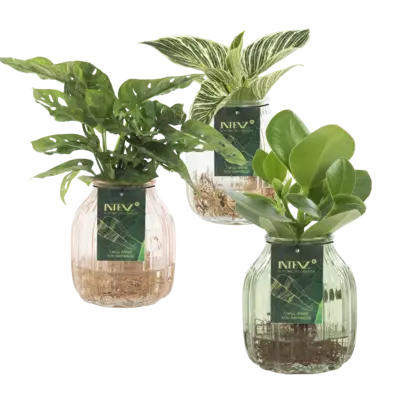 pdp-image-AH Groene plant in vaas